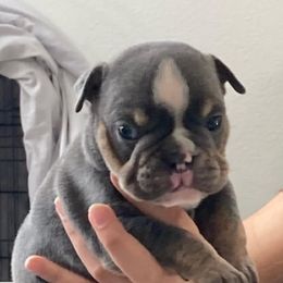 Bulldogs from Demetrio Bulldogs