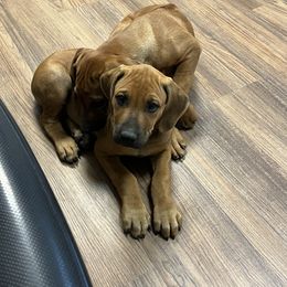 Rhodesian Ridgeback Puppies from River Rock Ridgebacks