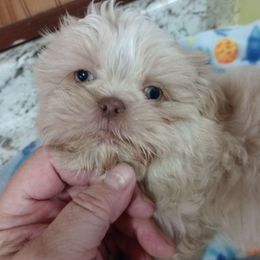 Boy 2 - White Shih Tzu puppy in Austin, Minnesota from Bearpaw Shih Tzus