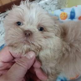 Boy 2 - White Shih Tzu puppy in Austin, Minnesota from Bearpaw Shih Tzus
