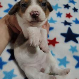 Everly - Dapple female Dachshund puppy in Hudson, Michigan from Mittentail Kennel Miniature Dachshunds & Australian Shepherds