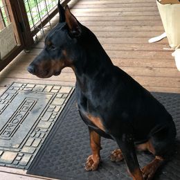 Doberman Pinschers from Cover Vogue Dobermans