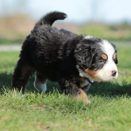 Bernese Mountain Dog Puppies from Swamp Creek Berners