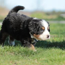 Bernese Mountain Dog Puppies from Swamp Creek Berners