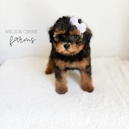 Sapphire - Black & tan female Maltipoo puppy in Huntsville, Texas from Nelson Creek Farms