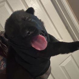 Girl 2 - Bi-color female German Shepherd puppy in Surprise, Arizona from Vom Wustefeuer German Shepherds