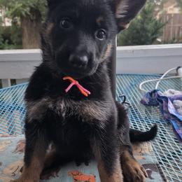 Girl 2 - female German Shepherd puppy in Salisbury, Massachusetts from Ryanhaus Kennel