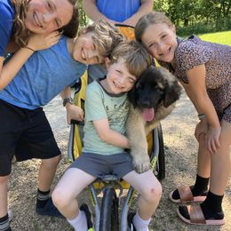 Leonberger Puppies from Lionsview Chalet
