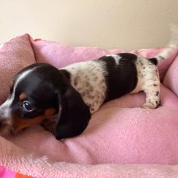 Flint - Piebald male Dachshund puppy in Magnolia, Texas from Carrie’s Countryside Dachshunds