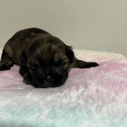 Shih Tzu Puppies from Itty Bitty Paws