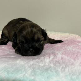 Shih Tzu Puppies from Itty Bitty Paws
