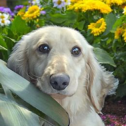 Finley - Dachshund