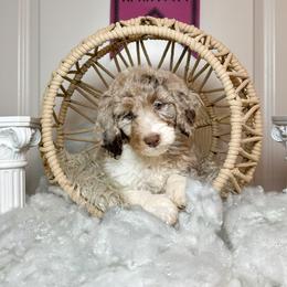 Aphrodite - Parti female Labradoodle puppy in Kingston, Georgia from CC Familydoodles