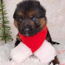 German Shepherd Puppies from AceHaven Canines