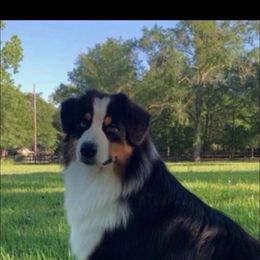 Cinch - Toy Australian Shepherd