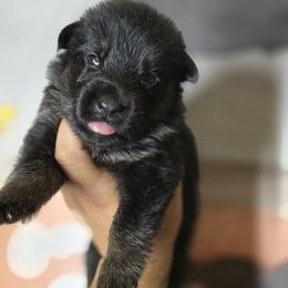 Atlas - Blue Collar Boy - Black and red male German Shepherd puppy in Hawthorne, Florida from Lace's High Flying German Shepherds And Golden Retrievers