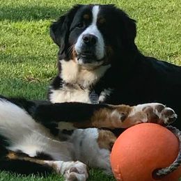 Bernese Mountain Dogs from Whistler's Ranch