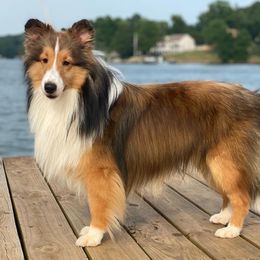 Flash - Shetland Sheepdog