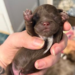 Lt blue - Liver male Shih Tzu puppy in Berkeley Springs, West Virginia from Sandridge Shih Tzus