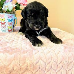 Aussiedoodle, Bernedoodle, and Poodle Puppies from Sis' Doodles & Poodles