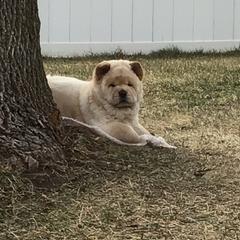 Atlas - Chow Chow puppy in Marengo, Iowa from Imagine Chows