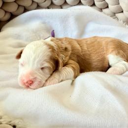 Amy - Red female Bernedoodle puppy in Rose Hill, North Carolina from Red Door Canines