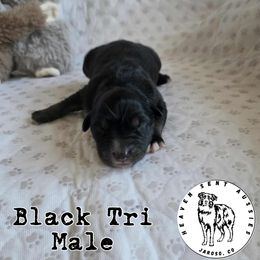 Graham - Black tri male Miniature Australian Shepherd puppy in Jaroso, Colorado from Heaven Sent Aussies