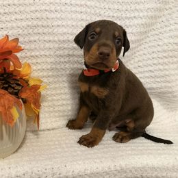 Orange collar - Red and rust male Doberman Pinscher puppy in New Haven, Indiana from Desire Dobermans