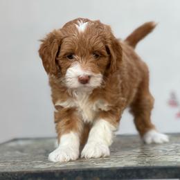 Ginger - Golden female Double Doodle puppy in Los Angeles, California from Deane’s Double Doodles