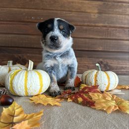 Girl 1 - White Collar - Blue female Australian Cattle Dog puppy in Nevada, Missouri from Back Road Dog Company, LLC