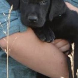 Labrador Retrievers from Ren's Labradors