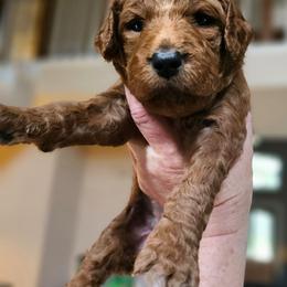 TAFFY - Red  female Goldendoodle puppy in Harris County, Texas from Cute & Curly Doodles