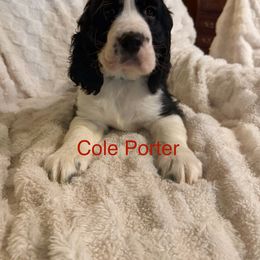 English Springer Spaniel All Grown Up from Lynn Bee Avenue
