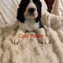 English Springer Spaniel All Grown Up from Lynn Bee Avenue