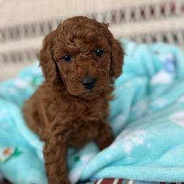 Boy 3 - Apricot male Poodle puppy in Bettendorf, Iowa from Red Door Poodles