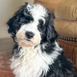 Dime - Black tri-color male Aussiedoodle puppy in Granbury, Texas from Triple Cross Doodles