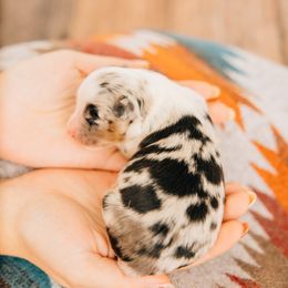 Loretta - Blue merle female Miniature Australian Shepherd puppy in Enoch, Utah from Twisted H Aussies