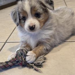 Tucker - Blue merle male Miniature American Shepherd puppy in Camdenton, Missouri from Sunset Ridge Aussies