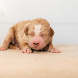 Aussiedoodle and Goldendoodle Puppies from Ever After Doodles Arizona