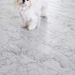 Ivory - Maltese