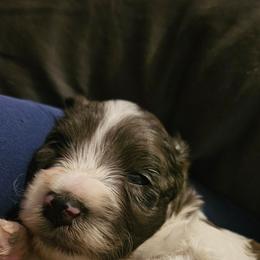 Moses - Merle male Cavapoo puppy in Underwood, Minnesota from Tru Cuddle Pups