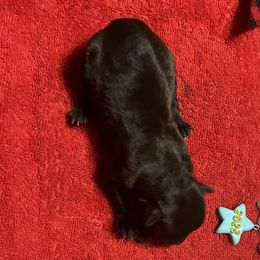 Boy 2 - Liver Miniature Schnauzer puppy in Dunkirk, Indiana from Walker's Schnauzers