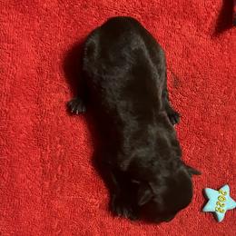 Boy 2 - Liver Miniature Schnauzer puppy in Dunkirk, Indiana from Walker's Schnauzers