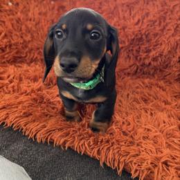 Luigi - Black and tan male Dachshund puppy in Meridian, Id 83646 3658, Idaho from Boise Best Mini Dachshunds