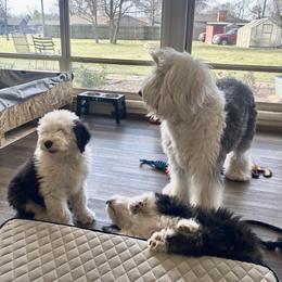 Old English Sheepdog Puppies from Yadah Sheepdogs