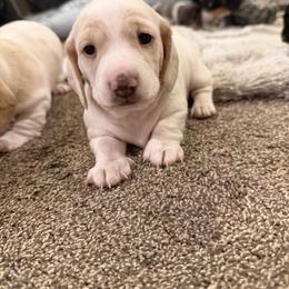 Woody - Cream male Dachshund puppy in Grantsville, Utah from Sausage Squad