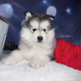 Pink collar F - Alaskan Malamute puppy in Spokane, Washington from Asgard Wooly Malamutes