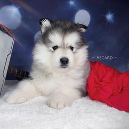 Pink collar F - Alaskan Malamute puppy in Spokane, Washington from Asgard Wooly Malamutes