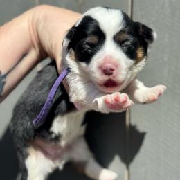 Nana fluffy (purple) - Black and tan female American Corgi puppy in East Oakdale, California from Rhettro Kennels