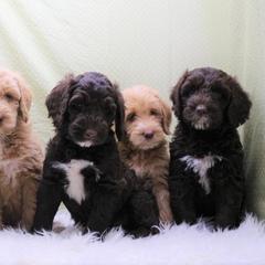 Australian Labradoodles and Goldendoodles from AKAs Doodles and Poodles, LLC